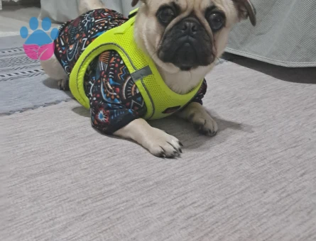 PUG DİŞİ ÇOK ACİL EŞ ARANIYOR