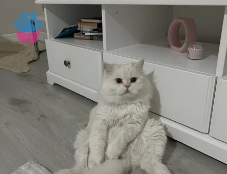 British Shorthair 1 Yaşında Kedim Eş Arıyor