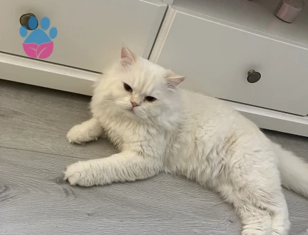 British Shorthair 1 Yaşında Kedim Eş Arıyor