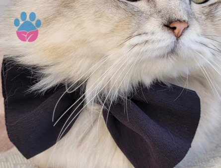 British Shorthair 2 Yaşında Kedim Eş Arıyor