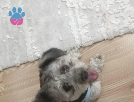 Maltese Terreri 1 Yaşında Eş Arıyor