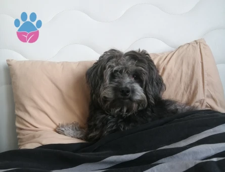 Maltese Terreri 1 Yaşında Eş Arıyor