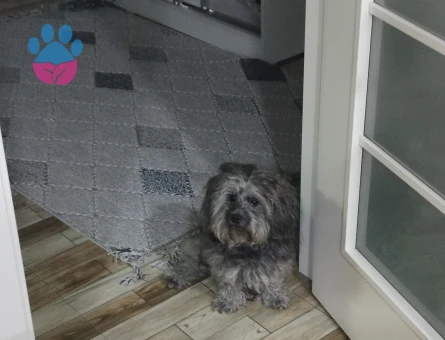 Maltese Terreri 1 Yaşında Eş Arıyor