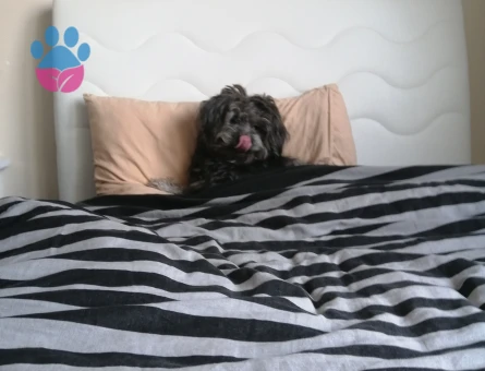 Maltese Terreri 1 Yaşında Eş Arıyor