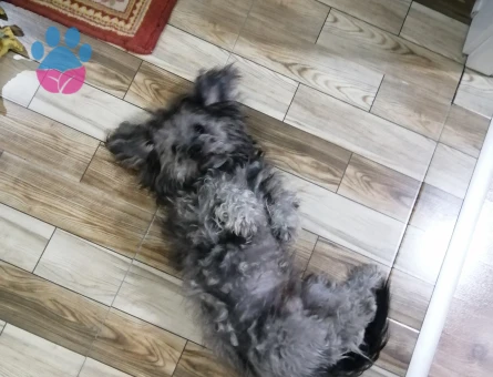 Maltese Terreri 1 Yaşında Eş Arıyor