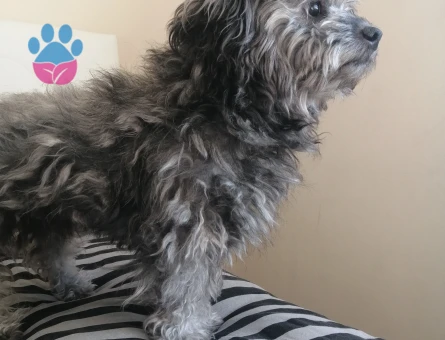 Maltese Terreri 1 Yaşında Eş Arıyor