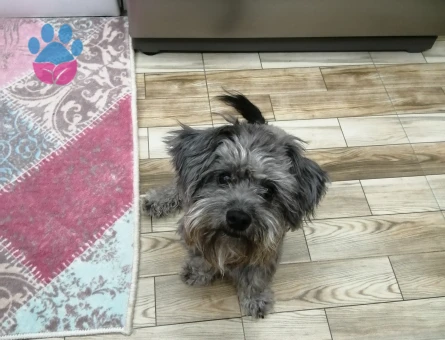 Maltese Terreri 1 Yaşında Eş Arıyor