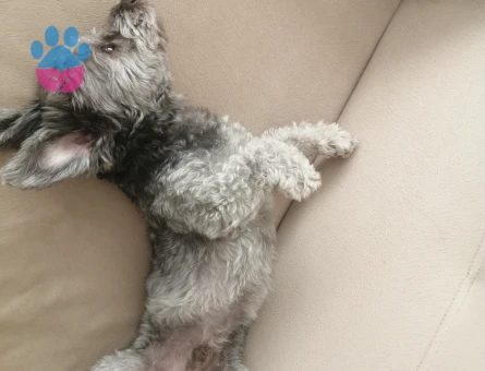 Maltese Terreri 1 Yaşında Eş Arıyor