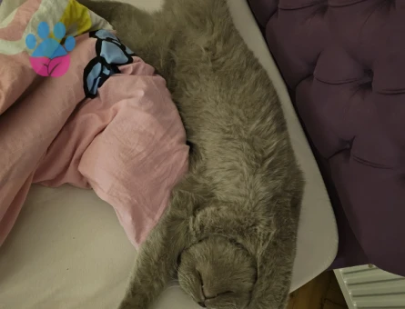 British Shorthair 1 Yaşında Eş Arıyor 1 Yaşında