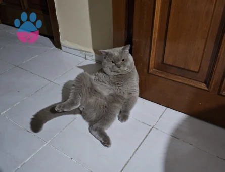 British Shorthair 1 Yaşında Eş Arıyor 1 Yaşında