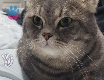 Scottish Fold 1 Yaşında Eş Arıyor