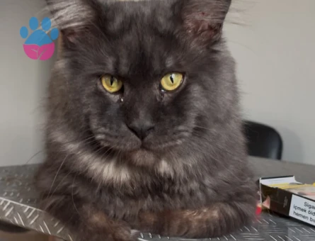 Mainecoon Oğluma Gelin Arıyorum 1 Yaşında