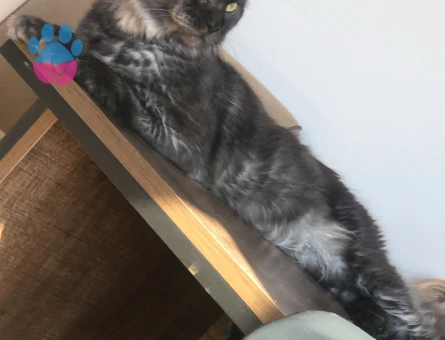 Mainecoon Oğluma Gelin Arıyorum 1 Yaşında