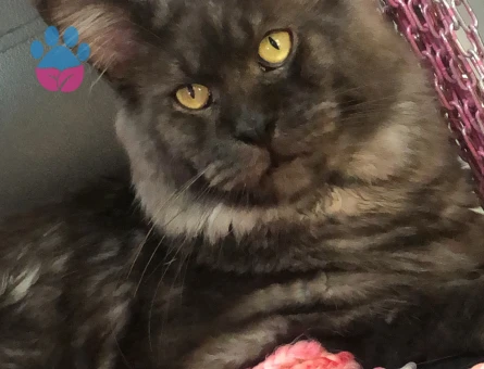 Mainecoon Oğluma Gelin Arıyorum 1 Yaşında