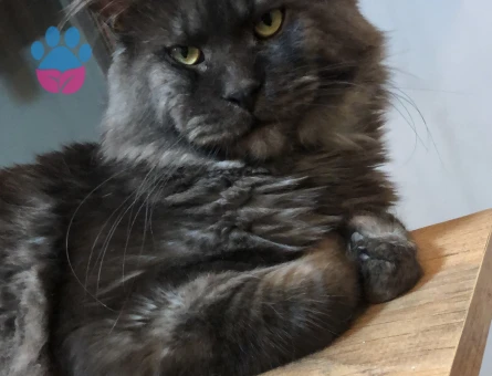 Mainecoon Oğluma Gelin Arıyorum 1 Yaşında