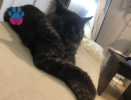 Mainecoon Oğluma Gelin Arıyorum 1 Yaşında