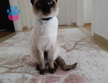 Siyam 1 Yaşında Kedime Eş Arıyorum