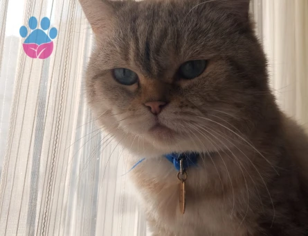 Oğluma gelin adayları arıyoruz