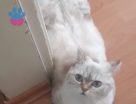 Oğluma gelin adayları arıyoruz