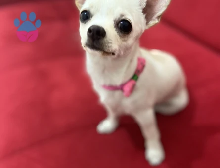 Ankara’da Kızımıza eş arıyoruz