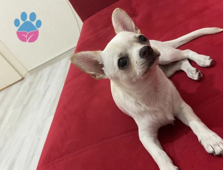 Ankara’da Kızımıza eş arıyoruz