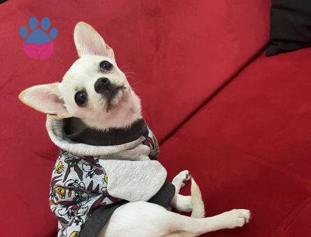 Ankara’da Kızımıza eş arıyoruz