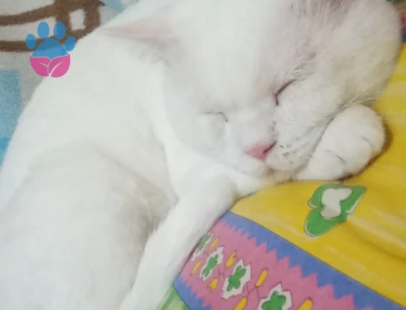 british prens kedime eş arıyorum