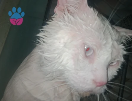 british prens kedime eş arıyorum