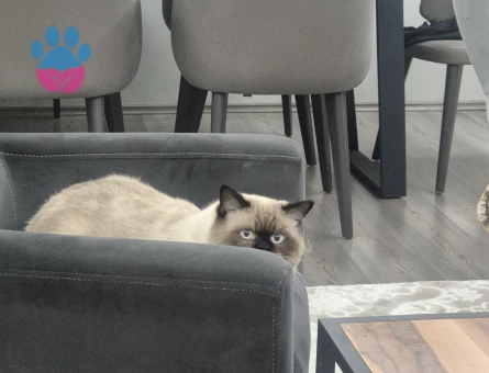 Siyam oğluşumuza dişi adaylarını bekliyoruz :)