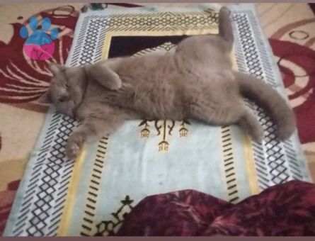 Oglumun yanına yakışacak bir hanımefendi arıyoruz