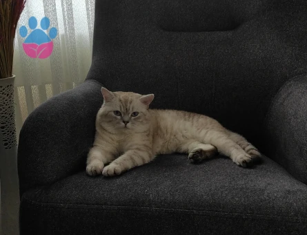 British Shorthair Erkek 2 Yaşında Eş Arıyor