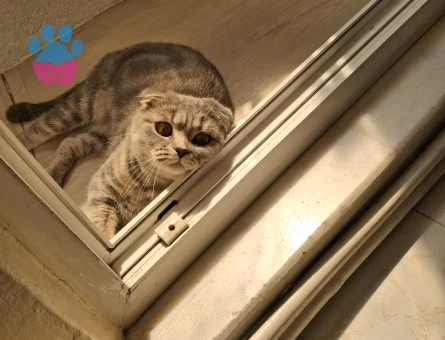 2.5 yasında scottish dişi