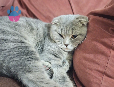 2.5 yasında scottish dişi