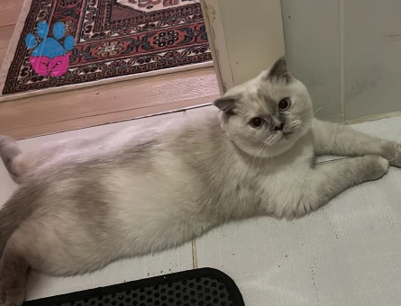 British Shorthair Kızıma Eş Arıyorum