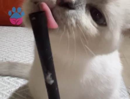 British Shorthair Kızıma Eş Arıyorum