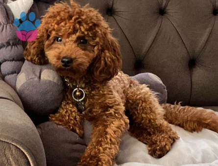 Oğlum NOODLE eş arıyoruz