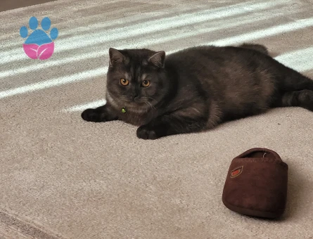 Çok Akıllı ve Uysal Oglumuza Eş Arıyoruz