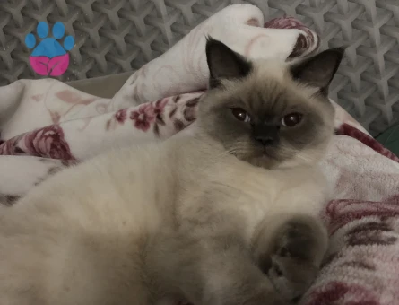 Blue Point Dişi Kızımıza Eş Arıyoruz