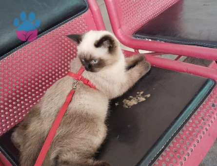 Himalayan Kedime Kocama Arıyorum