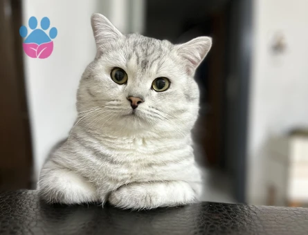 British shorthair erkek kedime eş arıyorum