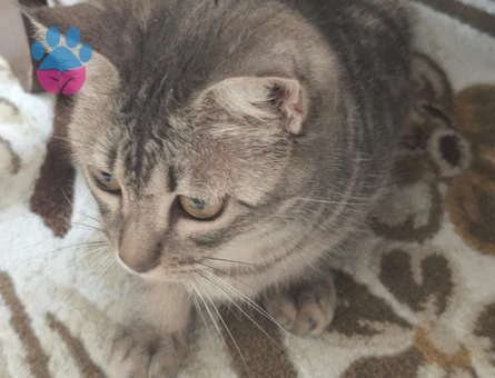 1 Yaşında Dişi Tekir Kedi İçin Eş Arıyoruz