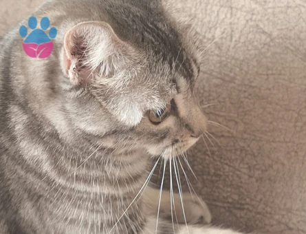 1 Yaşında Dişi Tekir Kedi İçin Eş Arıyoruz