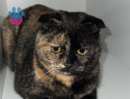 Scottish fold Çiko
