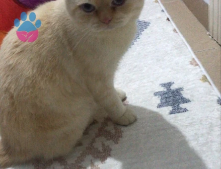 2 yaşındaki oğlumuza eş arıyoruz