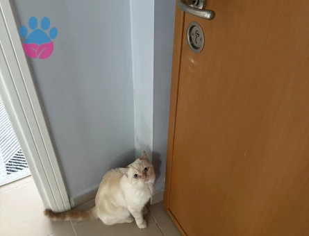 2 yaşındaki oğlumuza eş arıyoruz