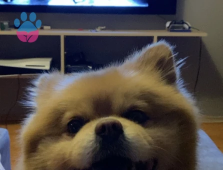 Çiftleştirmek için dişi arıyoruz