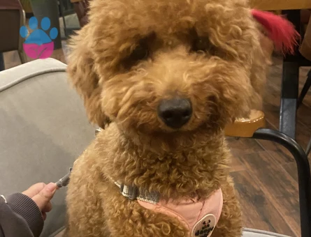 1 yaşındaki kızımıza eş arıyoruz - İZMİR