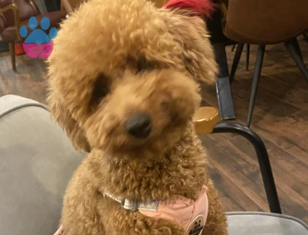 1 yaşındaki kızımıza eş arıyoruz - İZMİR