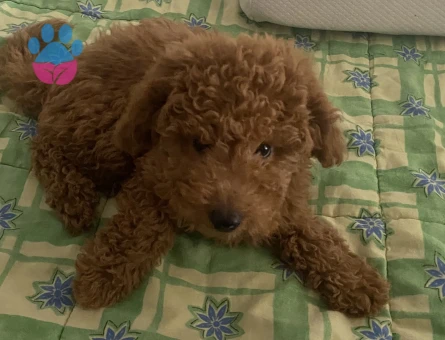 1 yaşındaki kızımıza eş arıyoruz - İZMİR