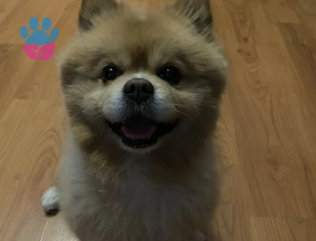 Çiftleştirmek için dişi arıyoruz